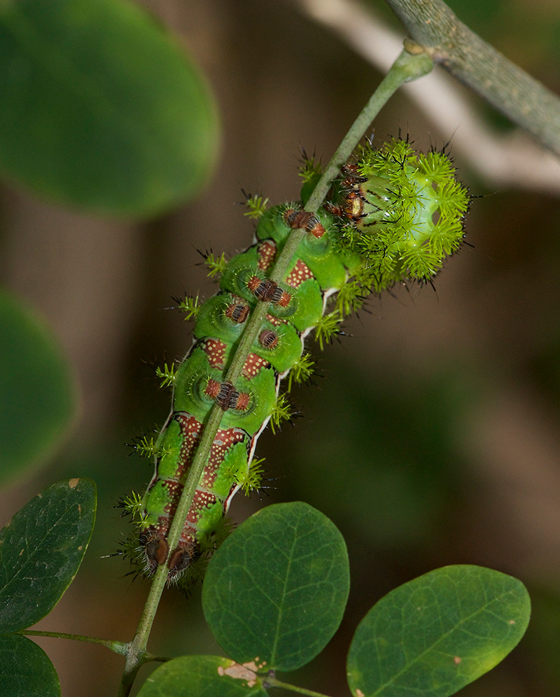 IO Moth Caterpillar