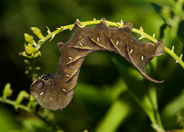Rustic Sphinx Moth Caterpillar